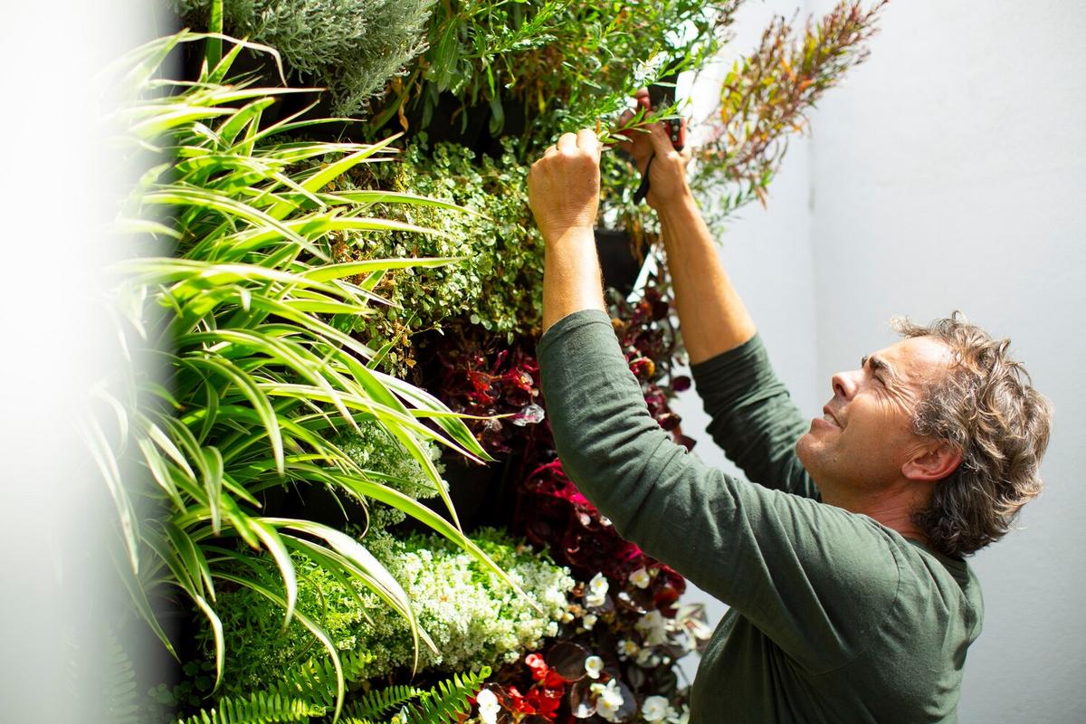 Installing a DIY Green Wall for Urban Homes